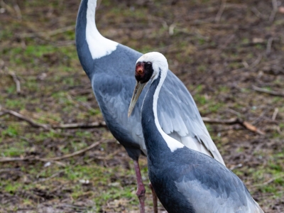 Witnekkraanvogel - De Zonnegloed - Dierenpark - Dieren opvangcentrum - Sanctuary